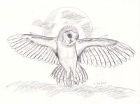 Night of the owl